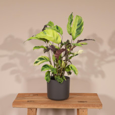 Meergroothandel Calathea Yellow Fusion - 40 cm, Ø 14 cm