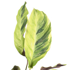 Meergroothandel Calathea Yellow Fusion - 40 cm, Ø 14 cm