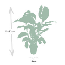 Meergroothandel Calathea Yellow Fusion - 40 cm, Ø 14 cm