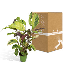 Meergroothandel Calathea Yellow Fusion - 40 cm, Ø 14 cm