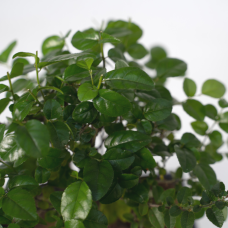 Meergroothandel  Bonsai-Kugelform - 30cm - Ø15