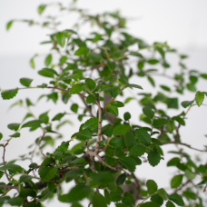 Meergroothandel  Bonsai S-Form Bonsai S-Form - 20cm, Ø15 cm