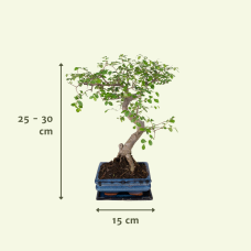 Meergroothandel  Bonsai S-Form Bonsai S-Form - 20cm, Ø15 cm
