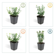 Wtm De Boer Euonymus 'Emerald 'N Gaity' P9 10/25 6er Set