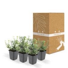 Wtm De Boer Euonymus 'Emerald 'N Gaity' P9 10/25 6er Set