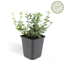 Wtm De Boer Euonymus 'Emerald 'N Gaity' P9 10/25 6er Set