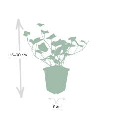 Wtm De Boer Hedera Hibernica P9 10/25  6x