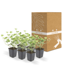 Wtm De Boer Hedera Hibernica P9 10/25  6x