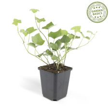 Wtm De Boer Hedera Hibernica P9 10/25  6x