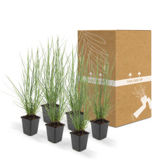 Wtm De Boer Pennisetum Alopecuroides 'Hameln' P9 10/25  6x