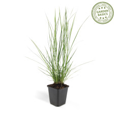 Wtm De Boer Pennisetum Alopecuroides 'Hameln' P9 10/25  6x