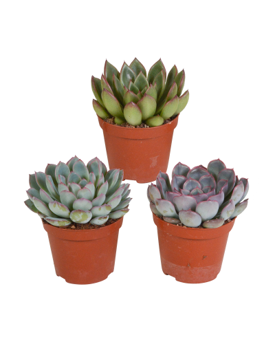 House Of Cactus Echeveria-Mischung 3er Set 8.5 cm