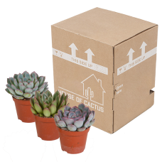 House Of Cactus Echeveria-Mischung 3er Set 8.5 cm