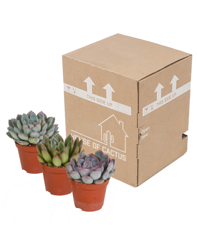 House Of Cactus Echeveria-Mischung 3er Set 8.5 cm