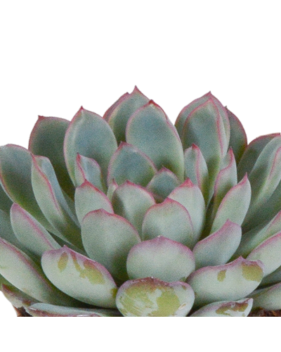 House Of Cactus Echeveria-Mischung 3er Set 8.5 cm