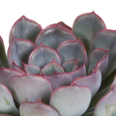 House Of Cactus Echeveria-Mischung 3er Set 8.5 cm