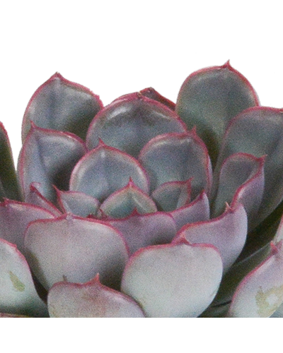 House Of Cactus Echeveria-Mischung 3er Set 8.5 cm