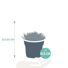 House Of Cactus Echeveria-Mischung 3er Set 10.5 cm