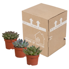 House Of Cactus Echeveria-Mischung 3er Set 10.5 cm