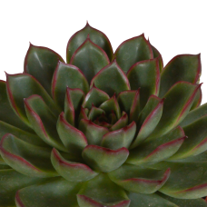 House Of Cactus Echeveria-Mischung 3er Set 10.5 cm
