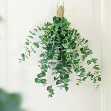 Son & Koot Eucalyptus Pul. 'Baby Blue' - 30 cm, Ø17 cm