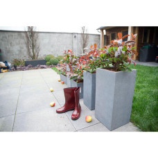 Son & Koot Photinia Fraseri 'Magical Volcano' - 30 cm, Ø19 cm