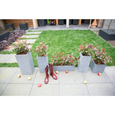 Son & Koot Photinia Fraseri 'Magical Volcano' - 30 cm, Ø19 cm