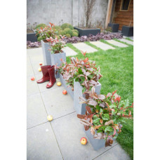 Son & Koot Photinia Fraseri 'Magical Volcano' - 30 cm, Ø19 cm