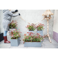 Son & Koot Photinia Fraseri 'Magical Volcano' - 30 cm, Ø19 cm