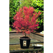 Son & Koot Acer Palm. 'Wilson's Pink Dwarf' - 40 cm, Ø19 cm