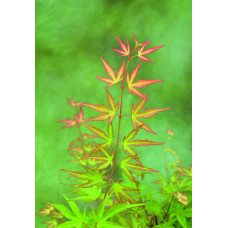 Son & Koot Acer Palm. 'Wilson's Pink Dwarf' - 40 cm, Ø19 cm