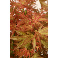 Son & Koot Acer Palm. 'Wilson's Pink Dwarf' - 40 cm, Ø19 cm
