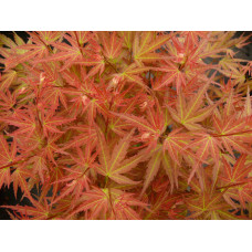 Son & Koot Acer Palm. 'Wilson's Pink Dwarf' - 40 cm, Ø19 cm