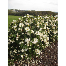 Son & Koot Michelia 'Fairy Magnolia Cream' - 25 cm, Ø13 cm