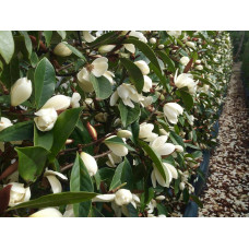 Son & Koot Michelia 'Fairy Magnolia Cream' - 70 cm, Ø19 cm