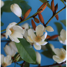 Son & Koot Michelia 'Fairy Magnolia Cream' - 70 cm, Ø19 cm