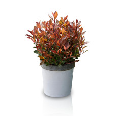 Son & Koot Photinia Fraseri 'Chico' - 20 cm, Ø13 cm