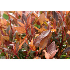 Son & Koot Photinia Fraseri 'Chico' - 20 cm, Ø13 cm