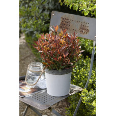 Son & Koot Photinia Fraseri 'Chico' - 20 cm, Ø13 cm