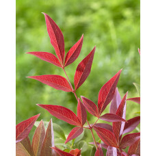 Son & Koot Nandina Dom. 'Obsessed' - 10 cm, Ø13 cm