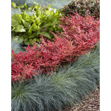 Son & Koot Nandina Dom. 'Obsessed' - 10 cm, Ø13 cm