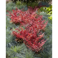 Son & Koot Nandina Dom. 'Obsessed' - 10 cm, Ø13 cm