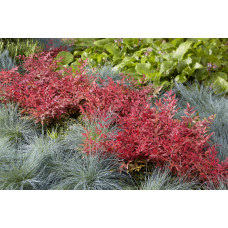 Son & Koot Nandina Dom. 'Obsessed' - 10 cm, Ø13 cm