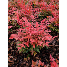 Son & Koot Nandina Dom. 'Obsessed' - 10 cm, Ø13 cm