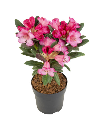 Son & Koot Rhododendron 'Wine & Roses' - 20 cm, Ø13 cm