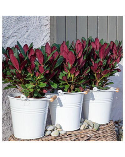 Son & Koot Rhododendron 'Wine & Roses' - 20 cm, Ø13 cm