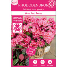 Son & Koot Rhododendron 'Wine & Roses' - 20 cm, Ø13 cm