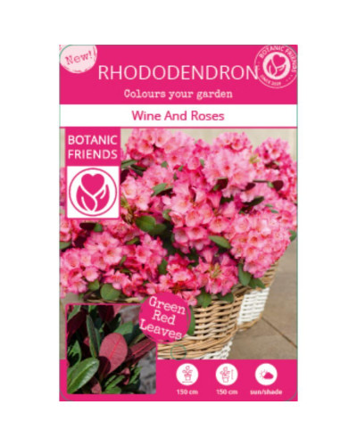 Son & Koot Rhododendron 'Wine & Roses' - 20 cm, Ø13 cm