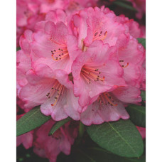 Son & Koot Rhododendron 'Wine & Roses' - 20 cm, Ø13 cm