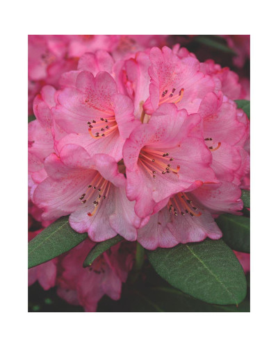 Son & Koot Rhododendron 'Wine & Roses' - 20 cm, Ø13 cm